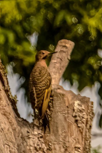 Northern Flicker - ML638643283
