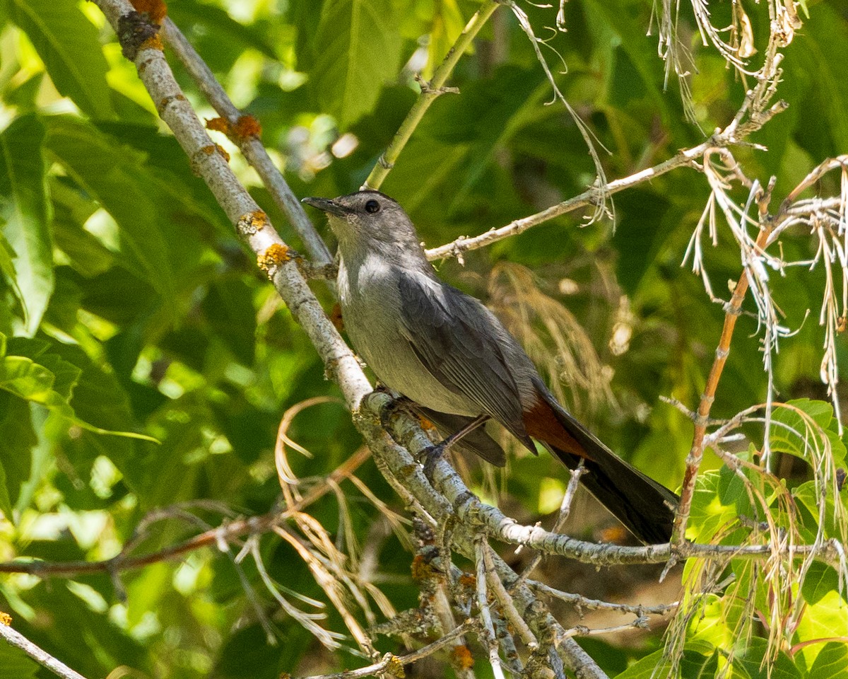 Gray Catbird - ML638643284