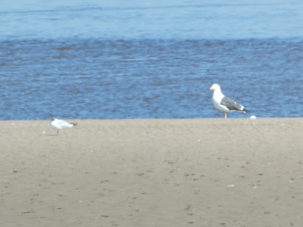 Lesser Black-backed Gull - ML638643293