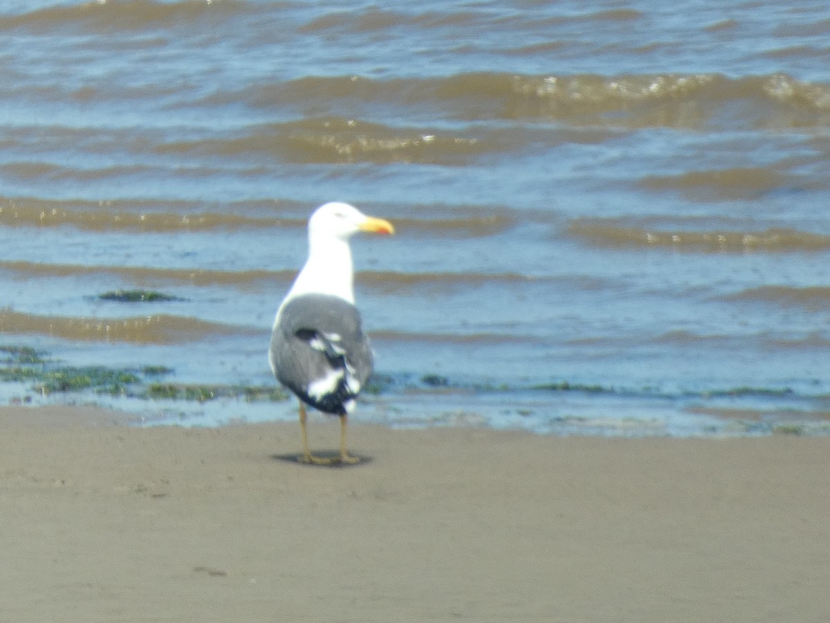 Lesser Black-backed Gull - ML638643295