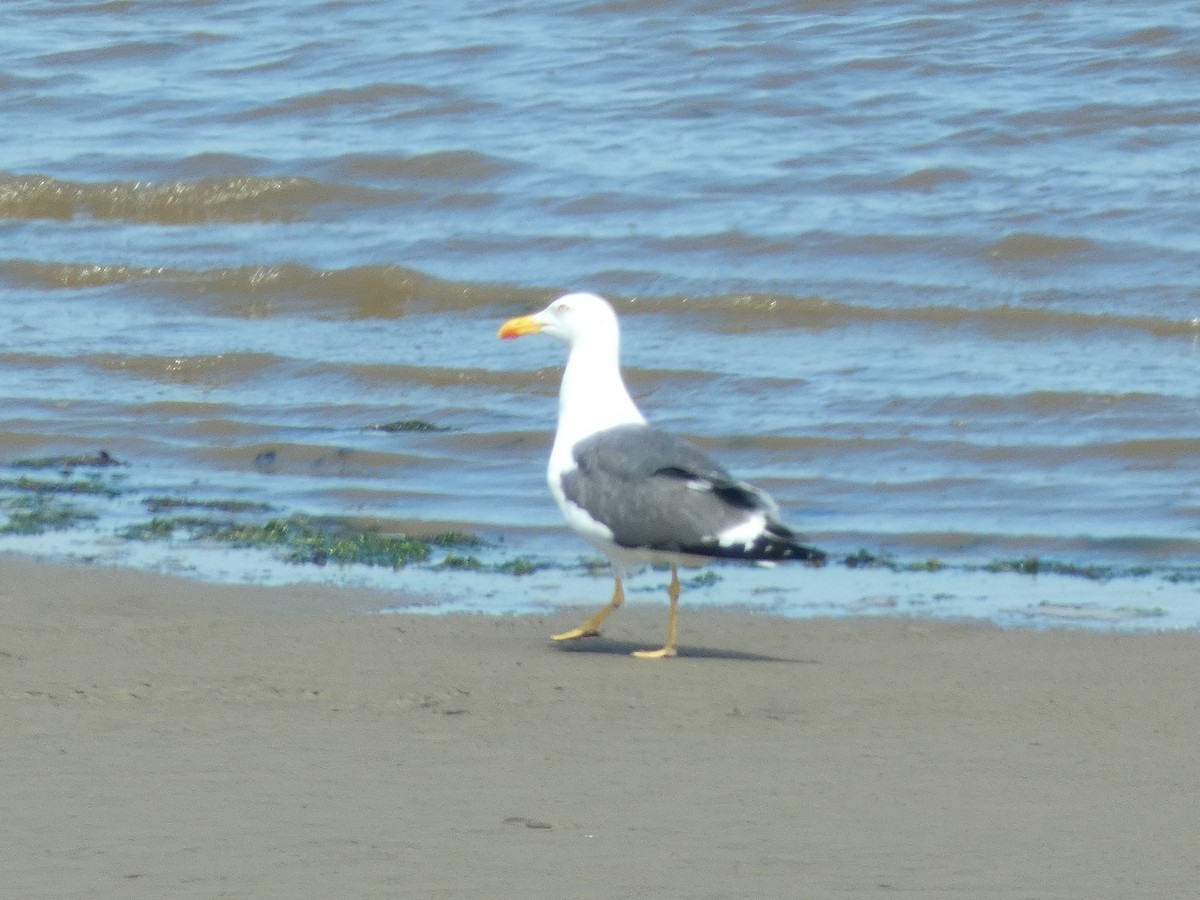 Lesser Black-backed Gull - ML638643296