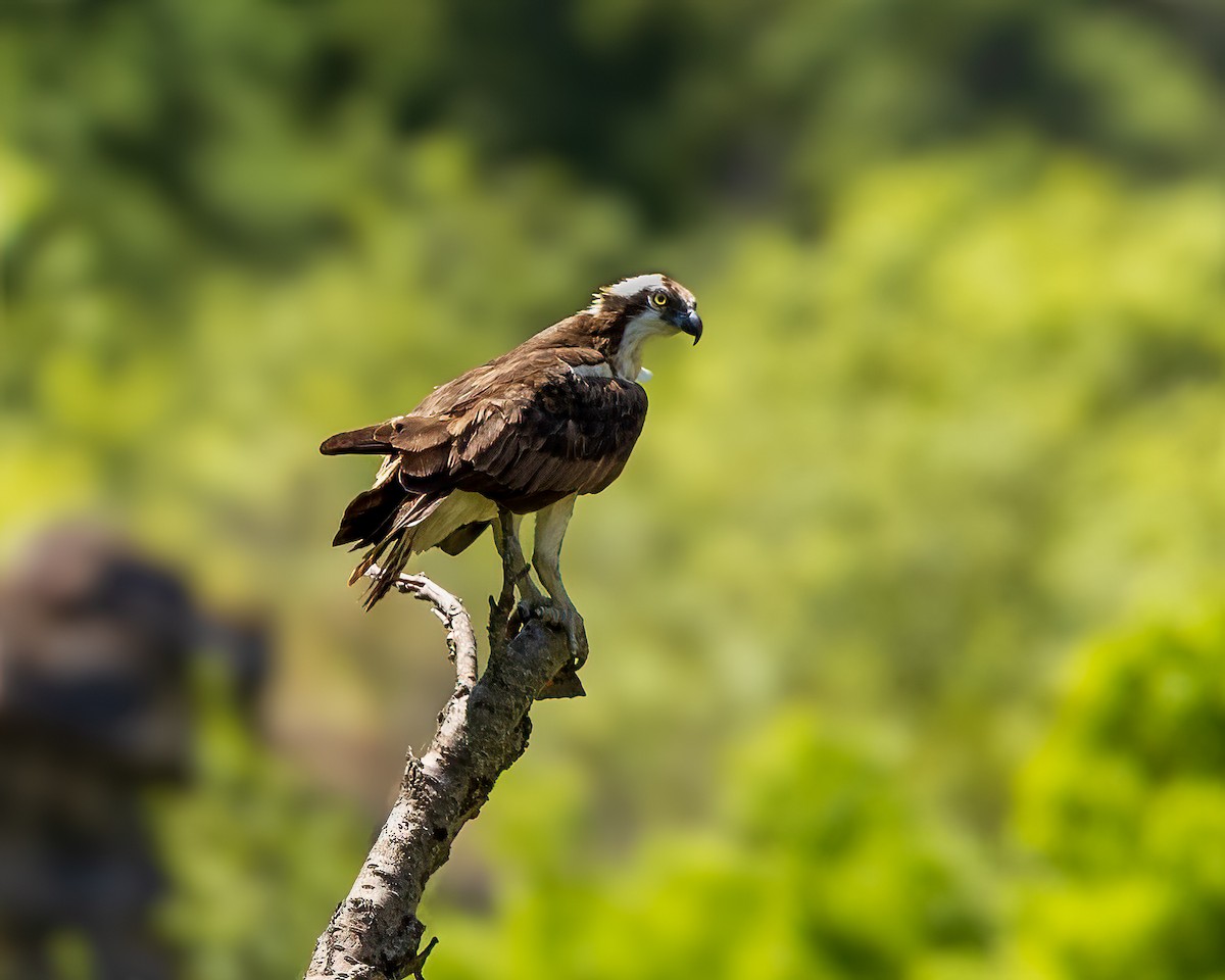 Osprey - ML638643325
