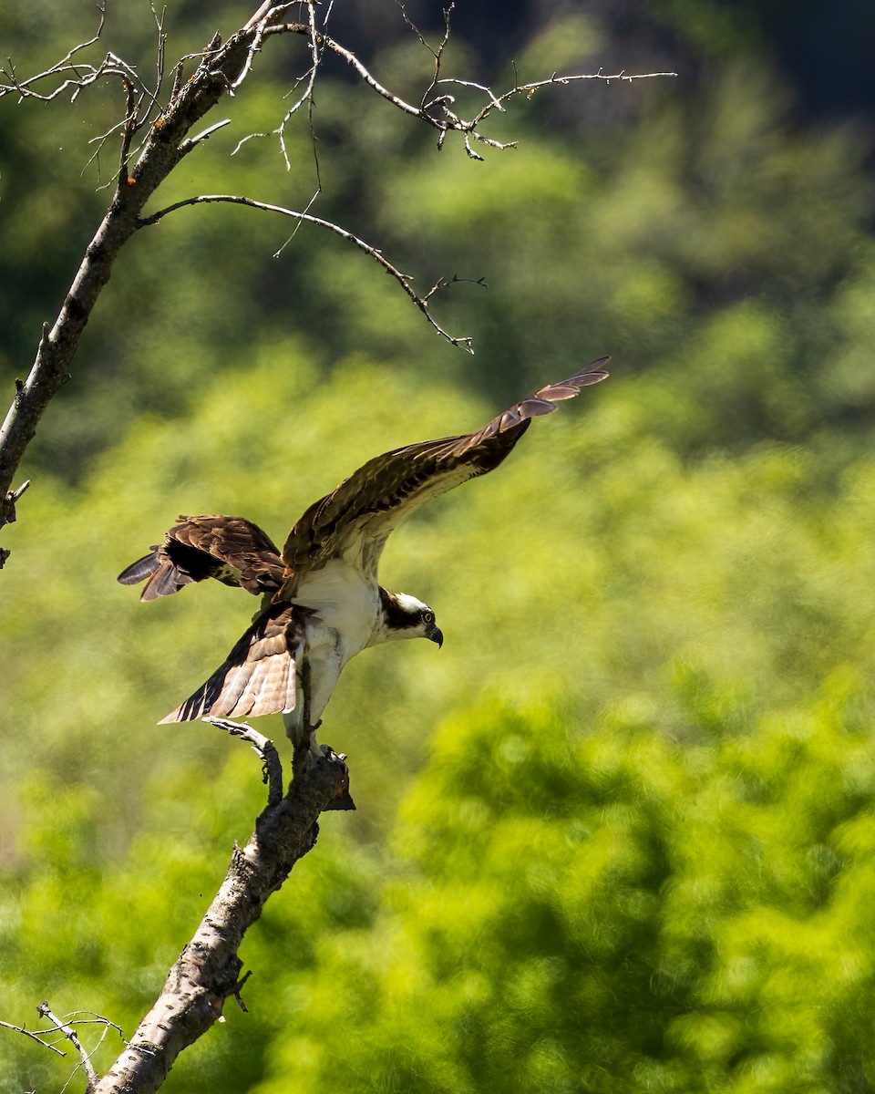 Osprey - ML638643326