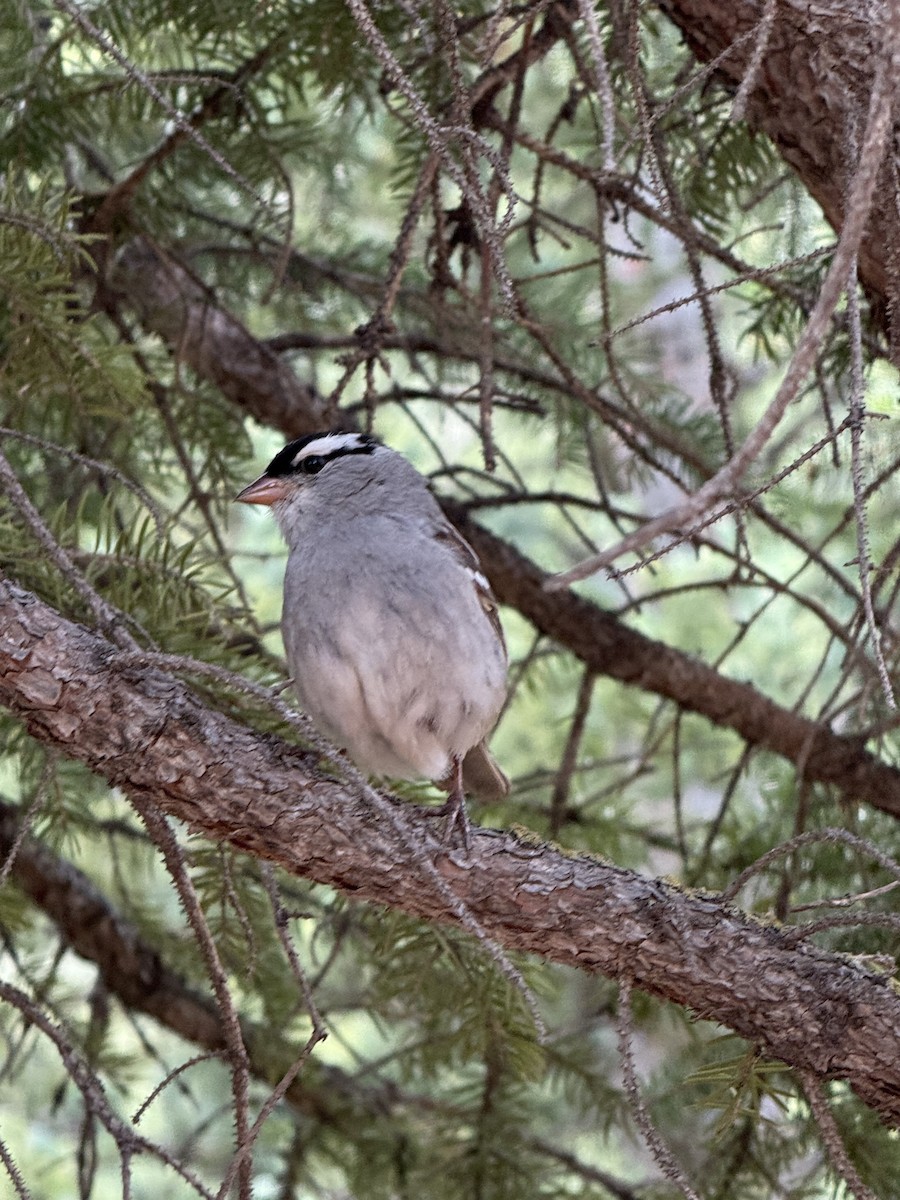 White-crowned Sparrow - ML638643328