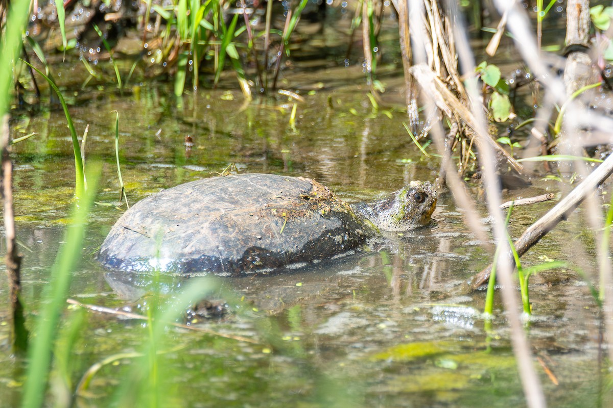Blanding's Turtle - ML638643347