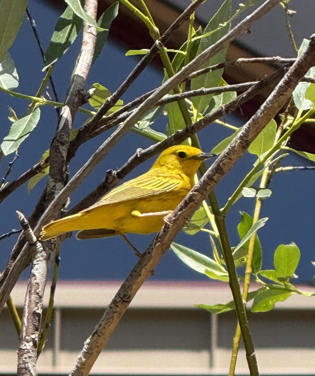 Yellow Warbler - ML638643352