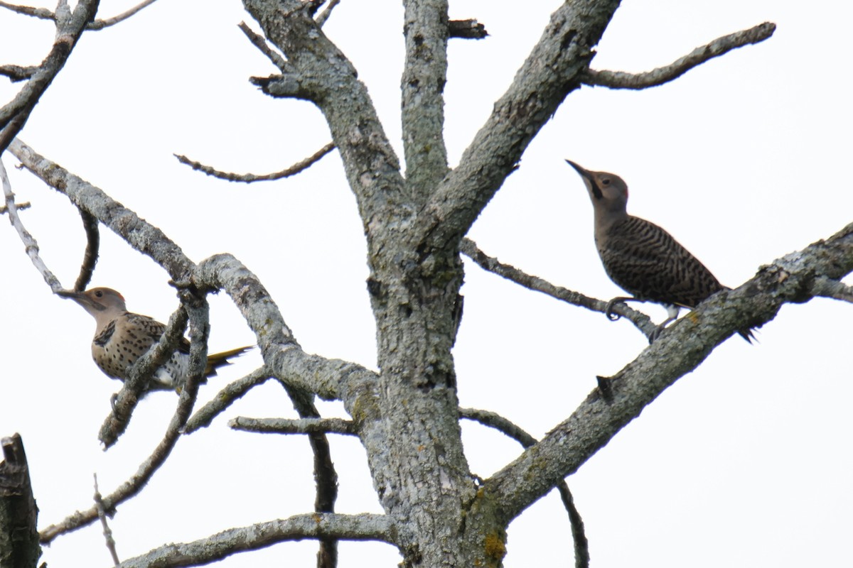 Northern Flicker - ML638643378