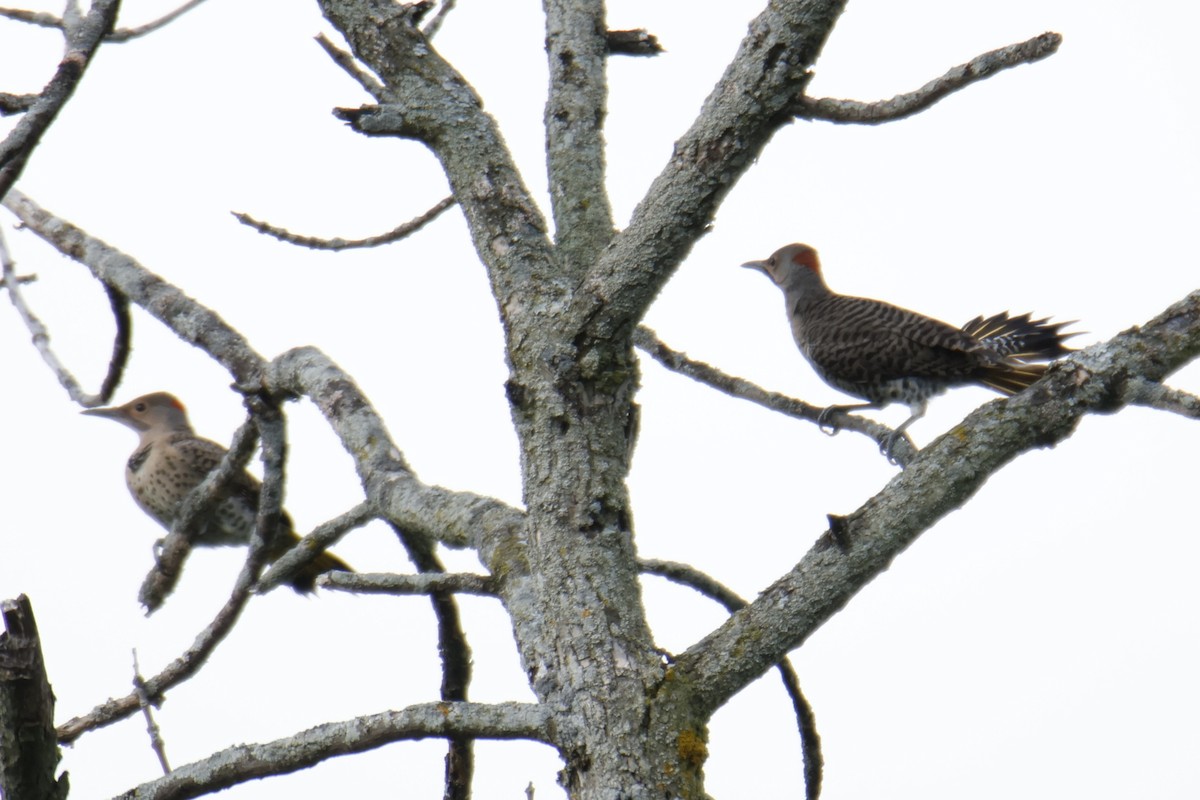Northern Flicker - ML638643379