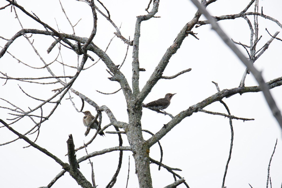 Northern Flicker - ML638643380