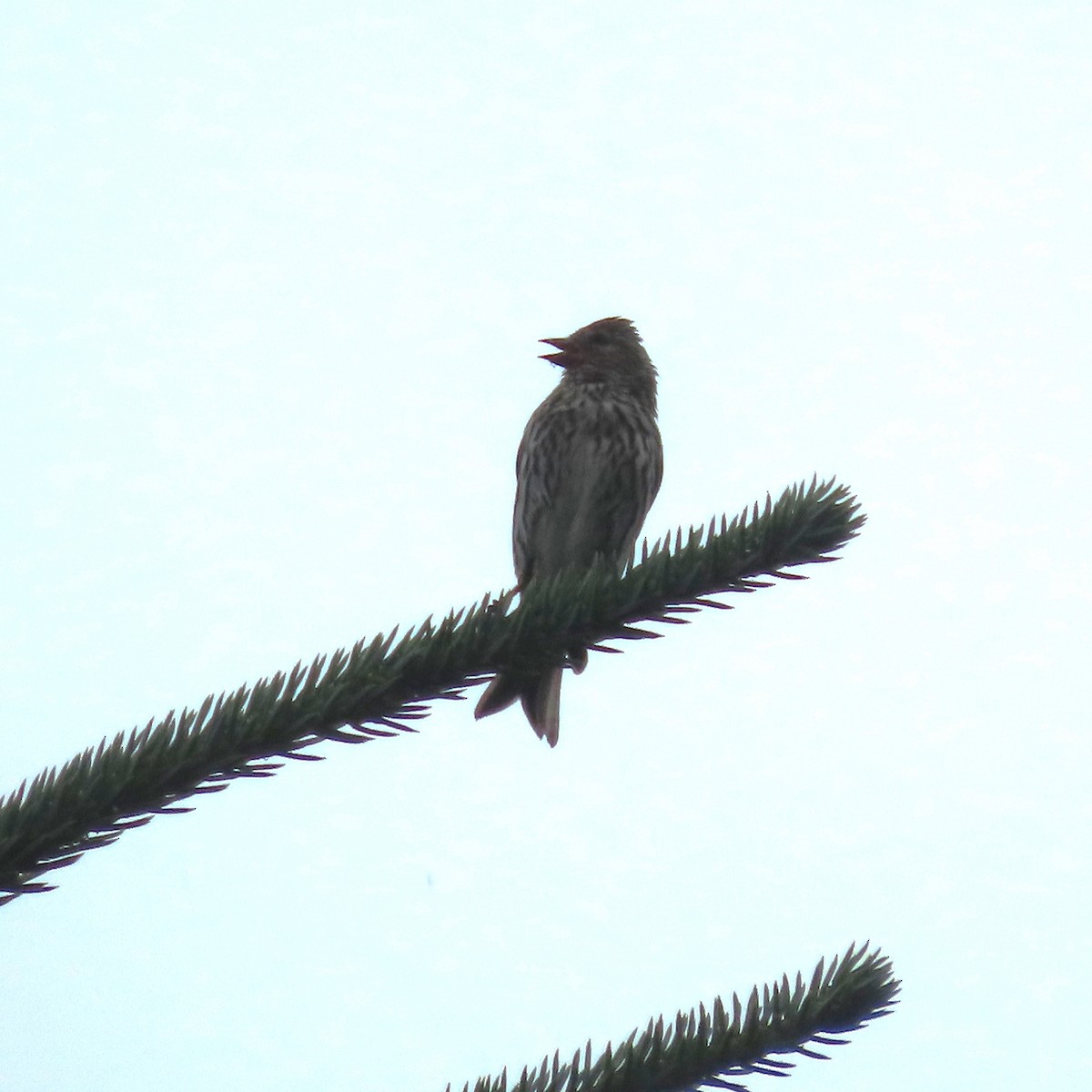 Pine Siskin - ML638643412
