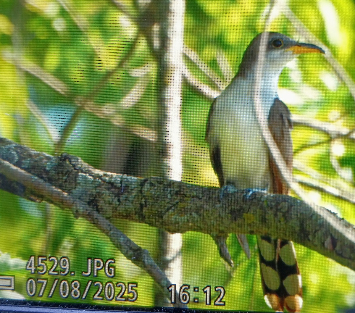 Yellow-billed Cuckoo - ML638643467