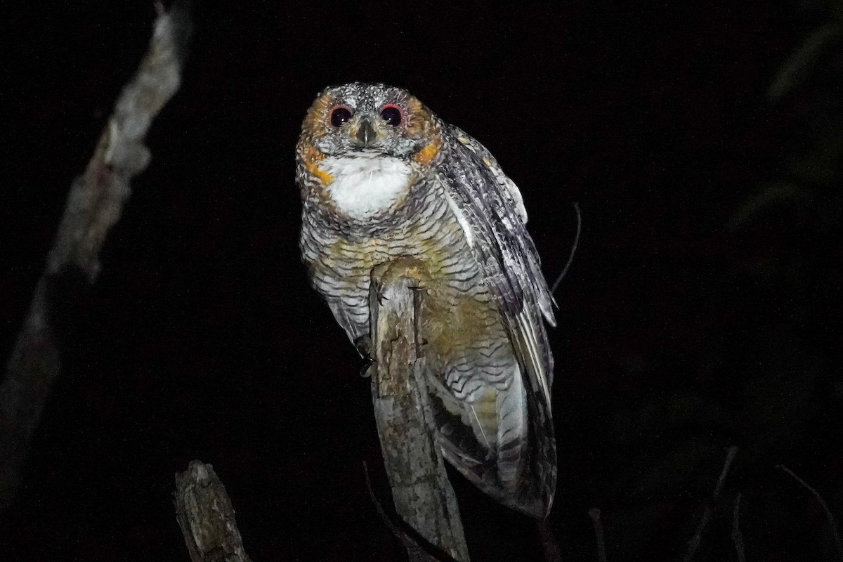 Mottled Wood-Owl - ML638643481