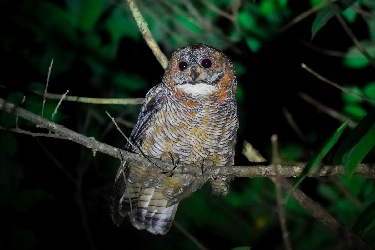 Mottled Wood-Owl - ML638643485