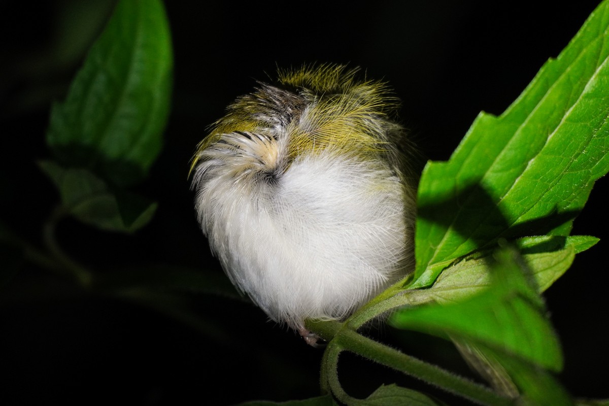 Common Tailorbird - ML638643491