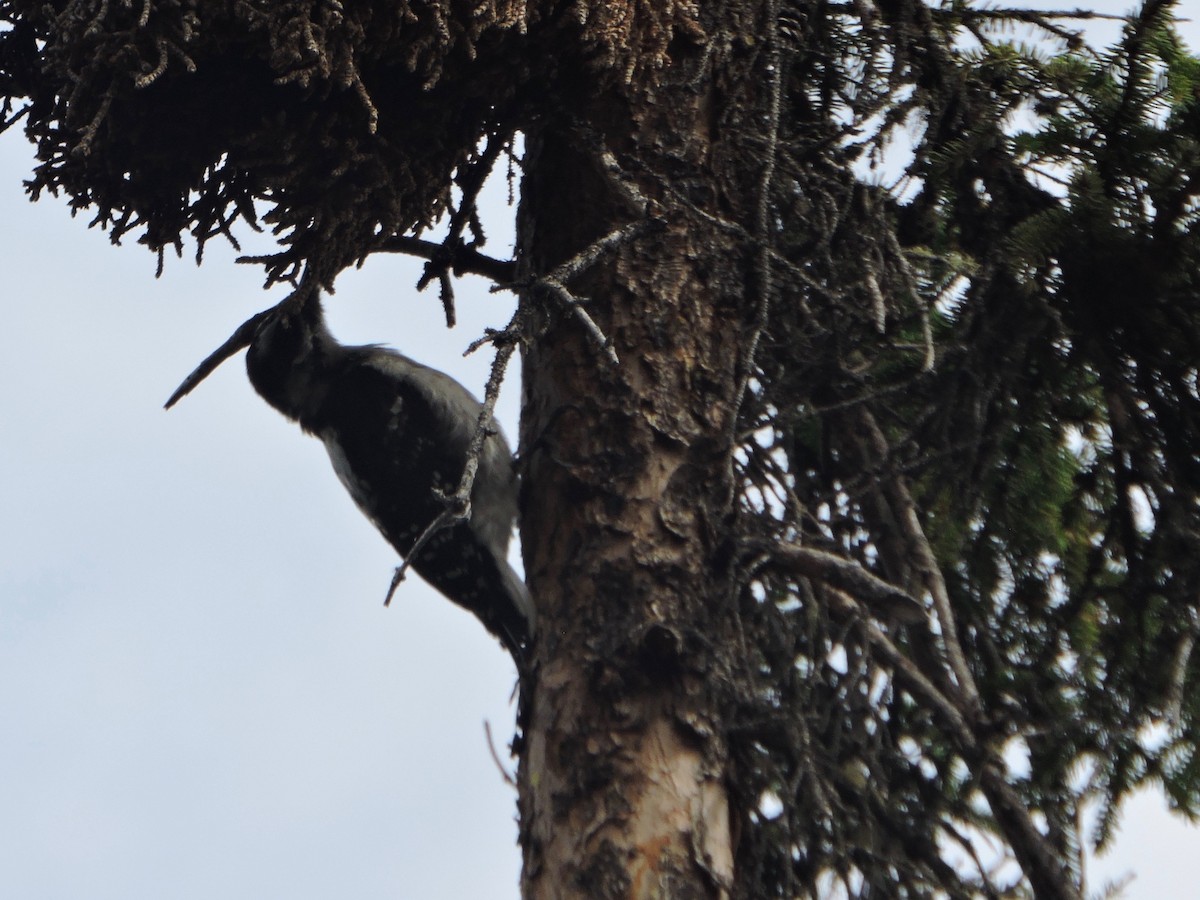 Hairy Woodpecker - ML63864351