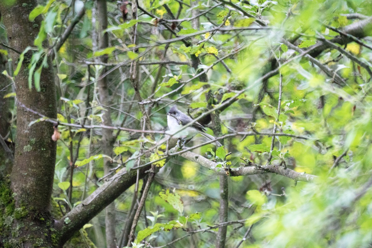 Tufted Titmouse - ML638643527