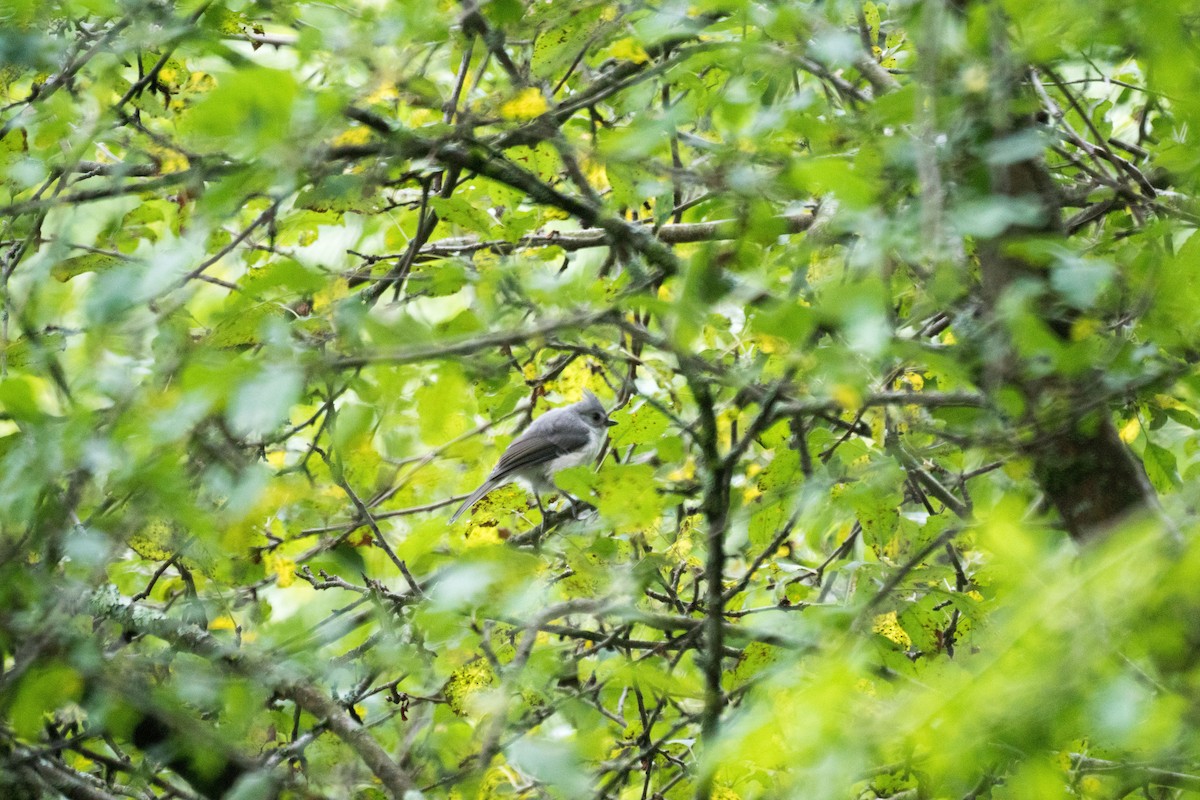 Tufted Titmouse - ML638643528