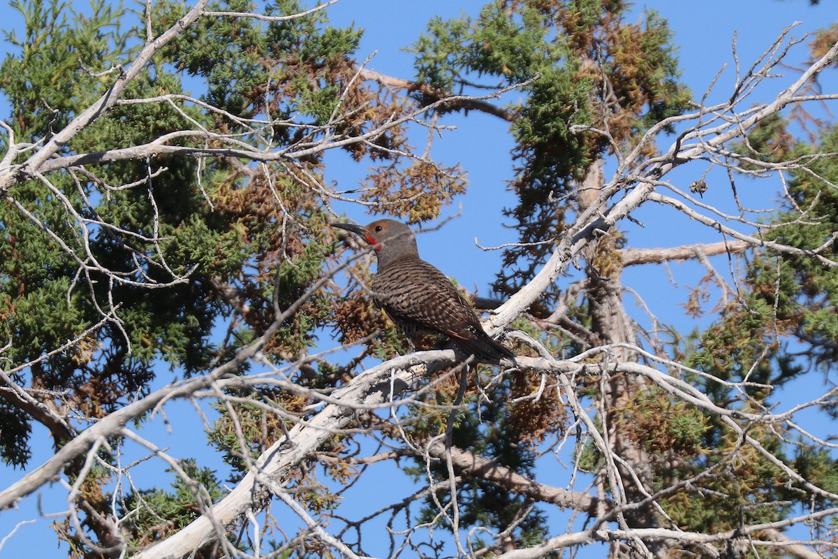 Northern Flicker - ML638643577