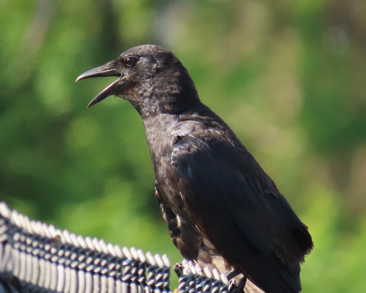 Fish Crow - ML638643584
