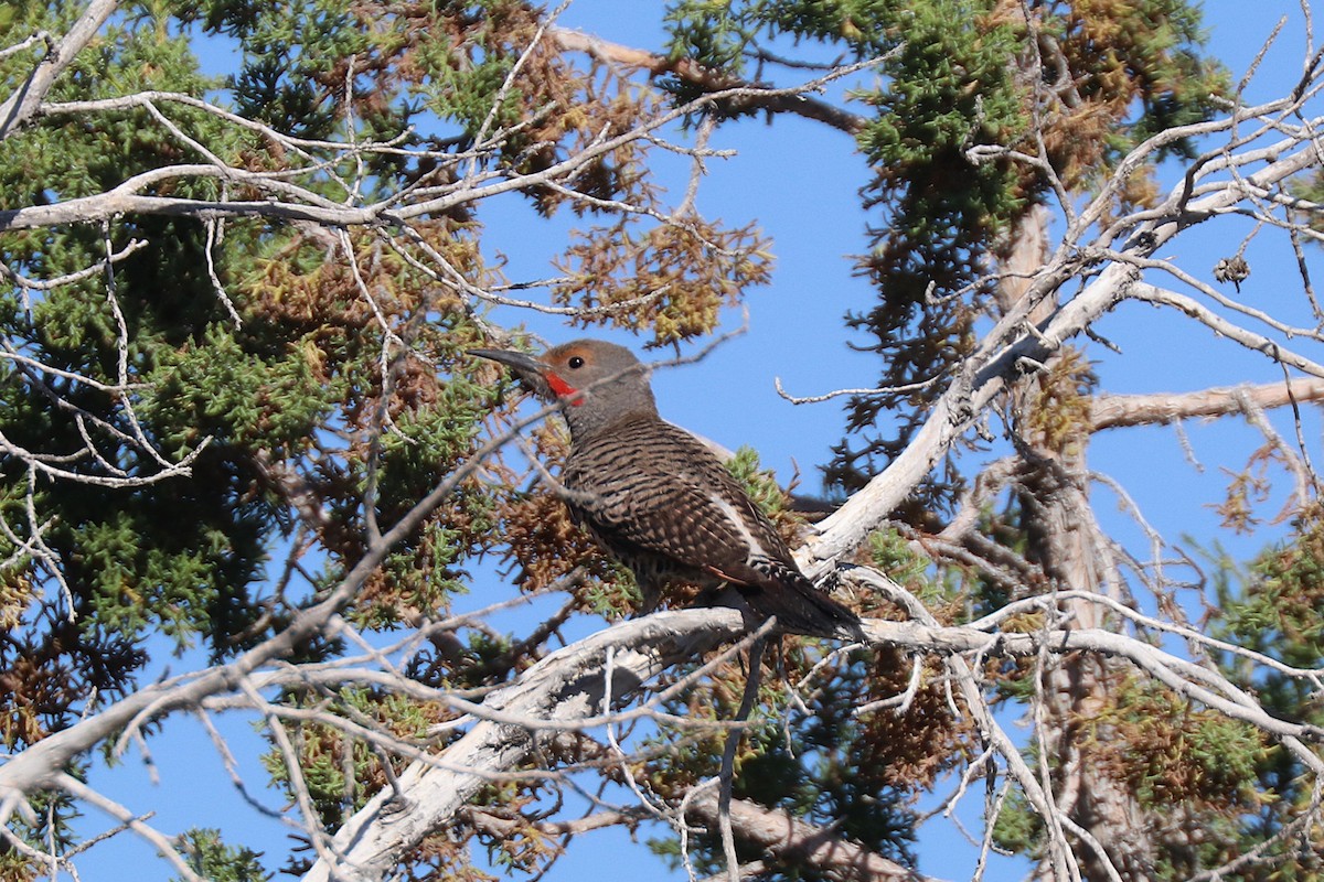 Northern Flicker - ML638643593
