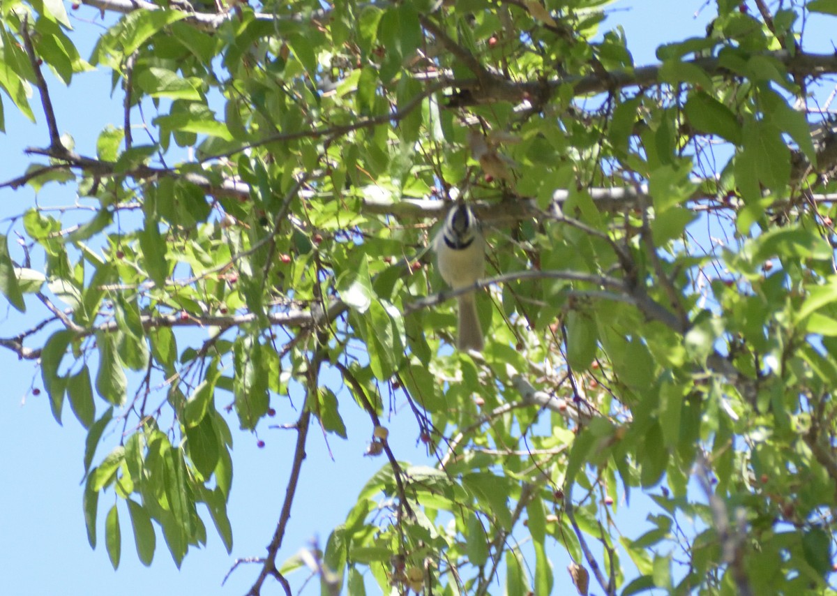 Bridled Titmouse - ML638643608