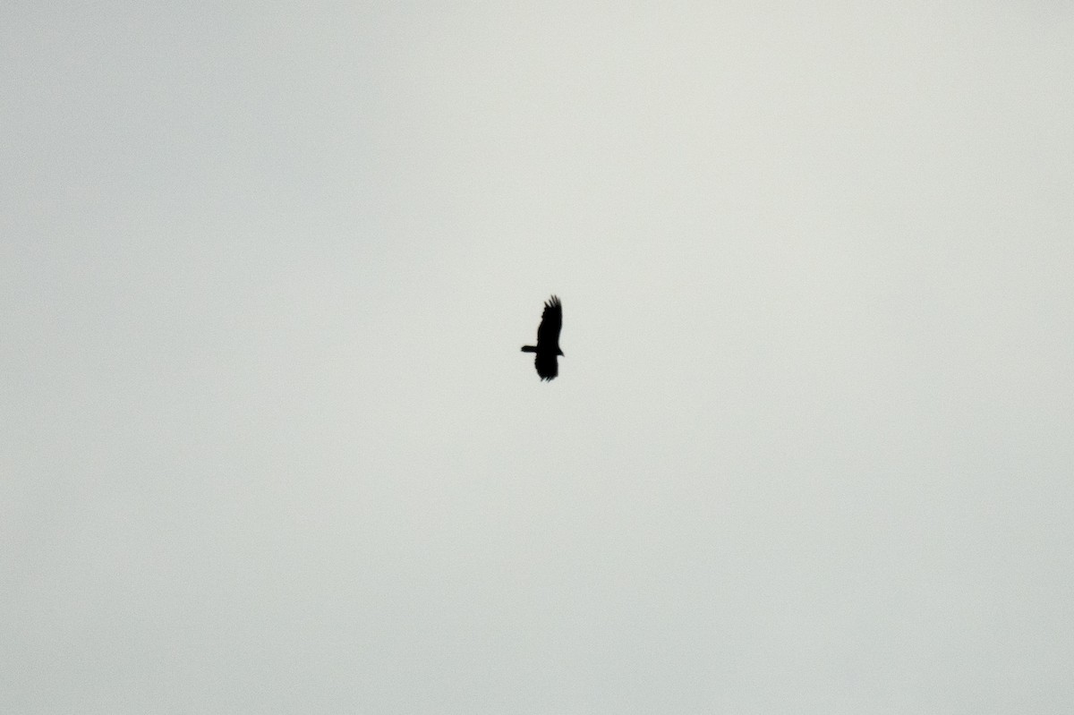 Turkey Vulture - ML638643644