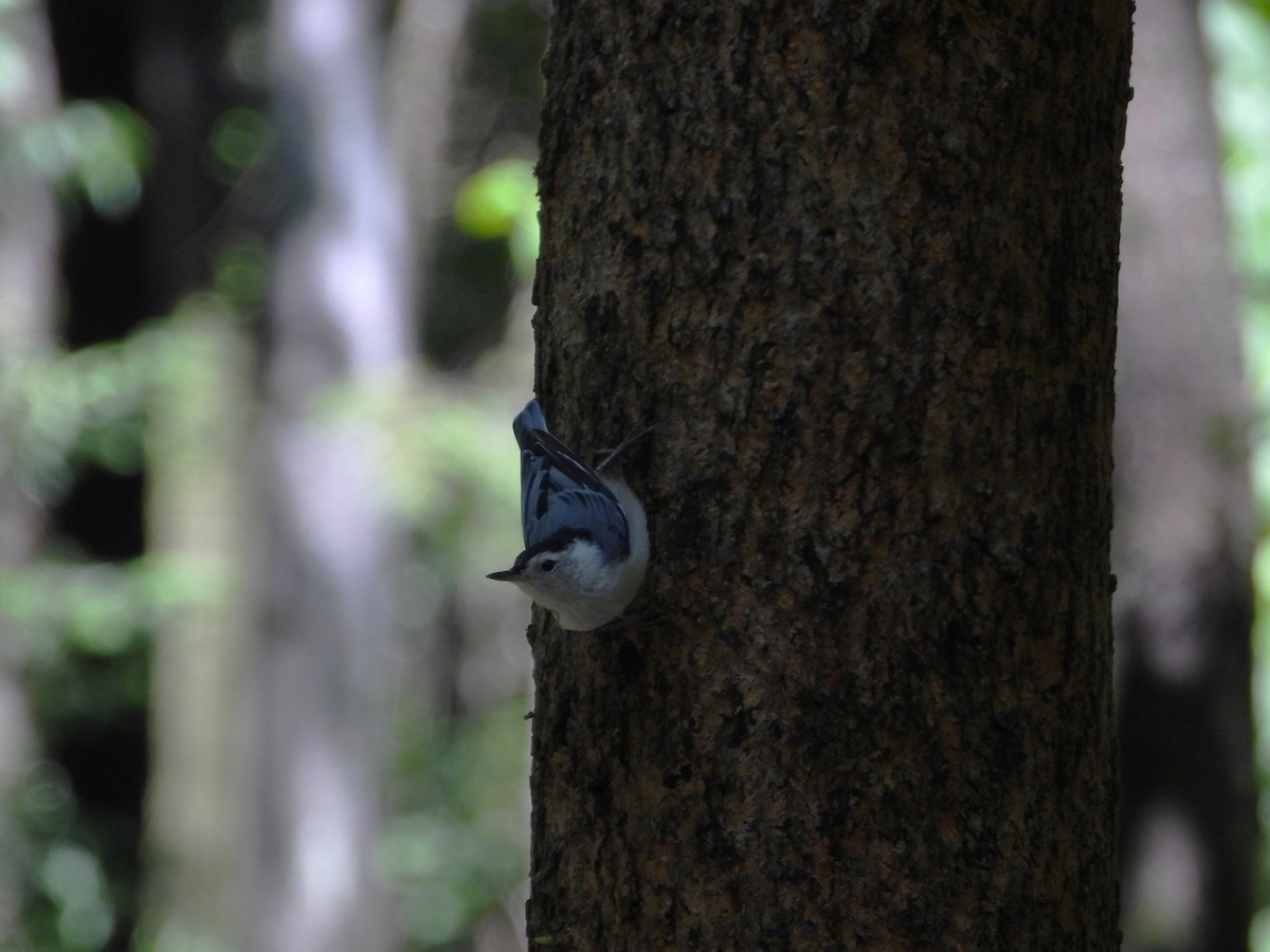 White-breasted Nuthatch - ML638643731