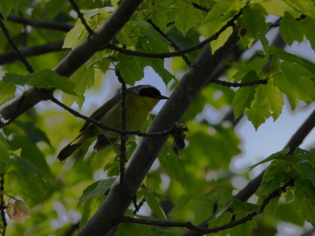Common Yellowthroat - ML638643770