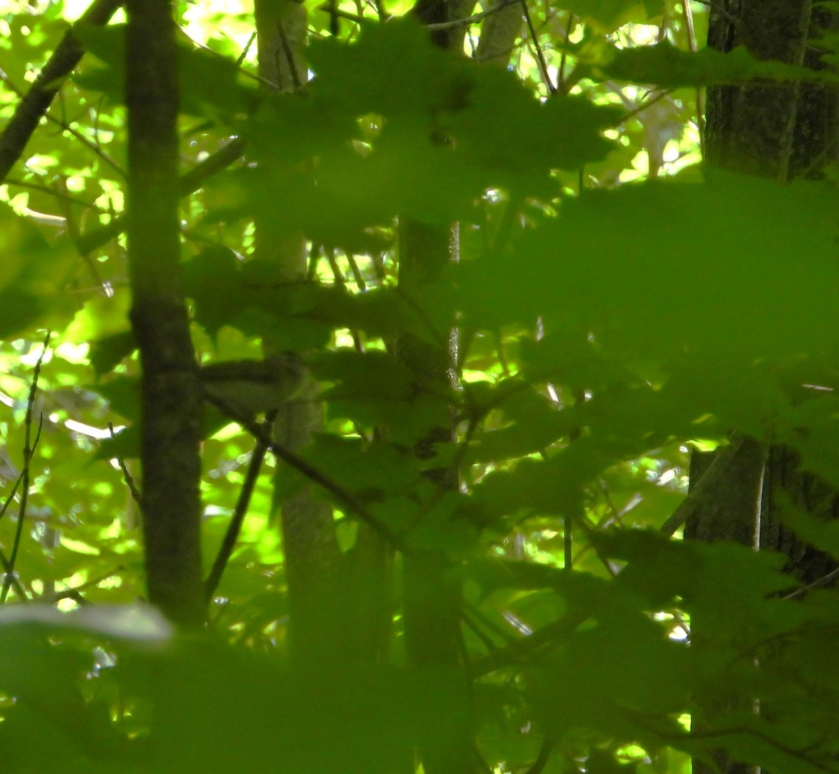 Black-throated Green Warbler - ML638643797