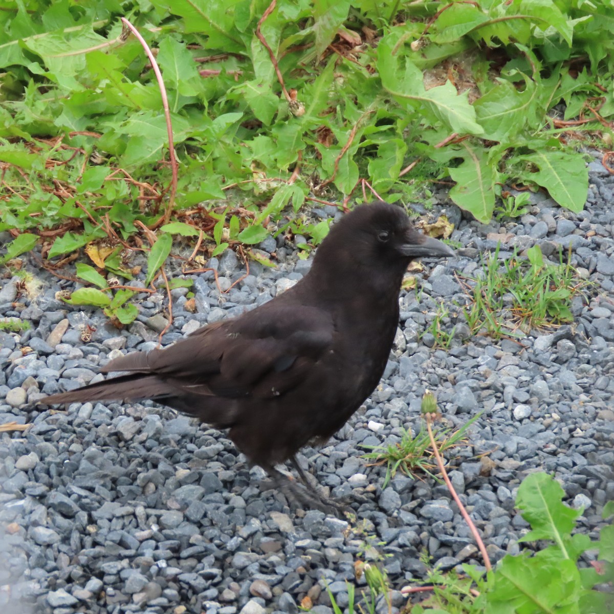 American Crow - ML638643805