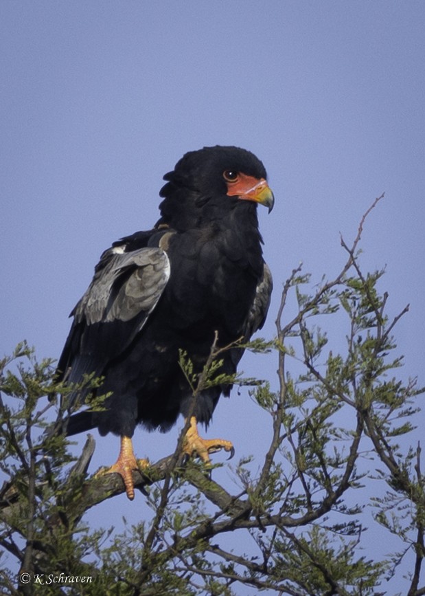 Bateleur - ML638643827