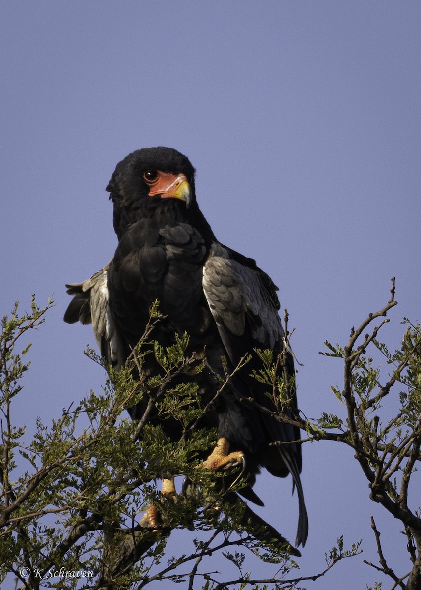Bateleur - ML638643829
