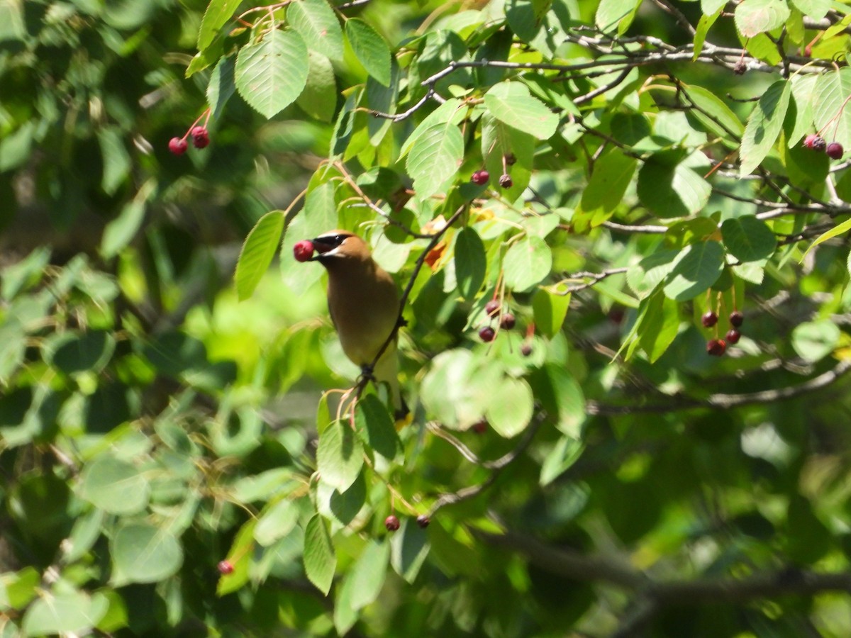 Cedar Waxwing - ML638643851
