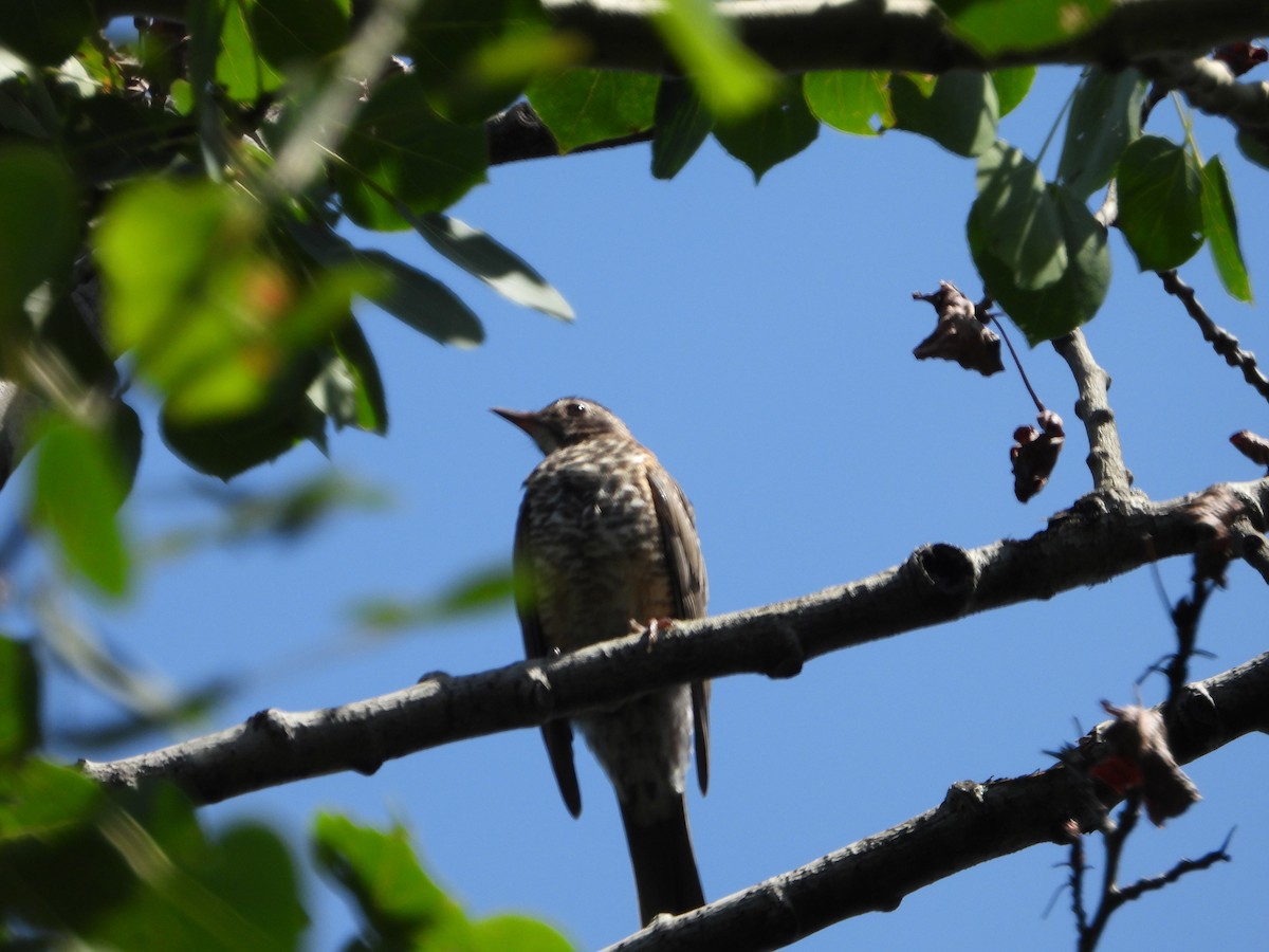 American Robin - ML638643860