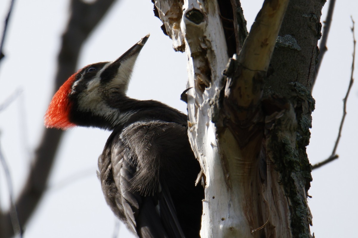 Pileated Woodpecker - ML638643934