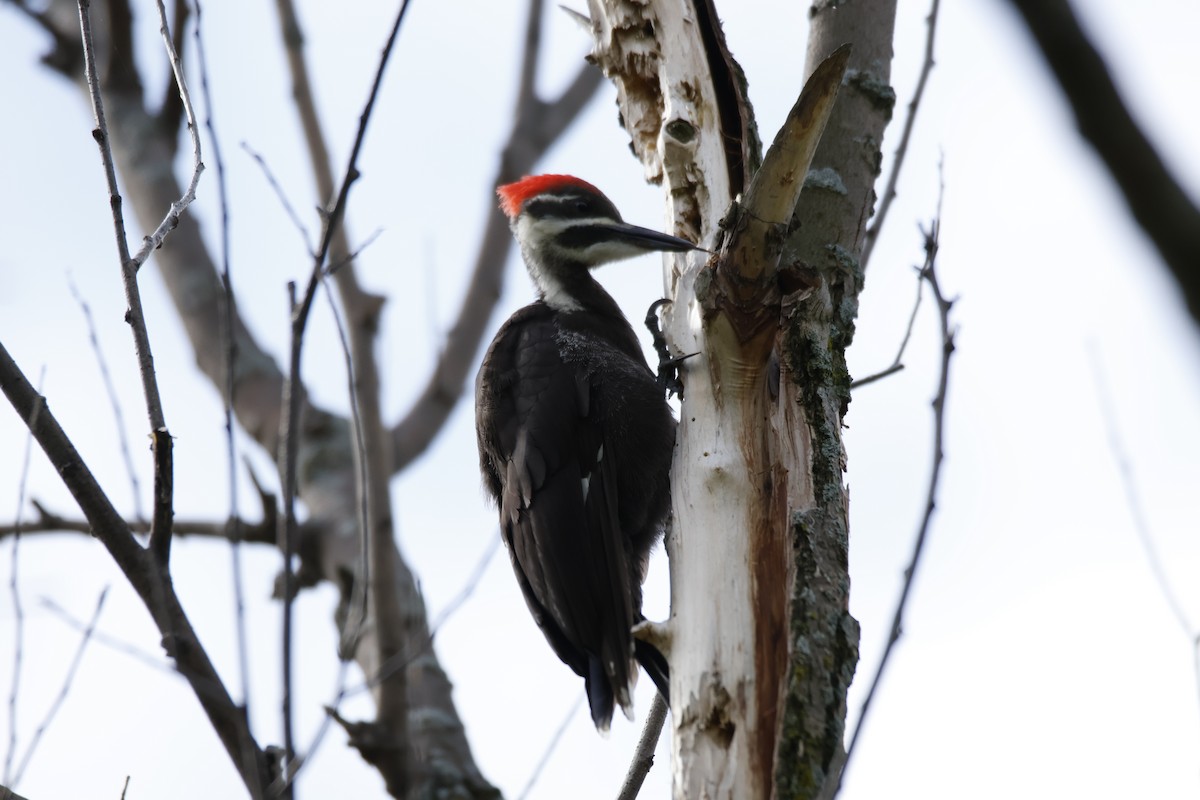 Pileated Woodpecker - ML638643935