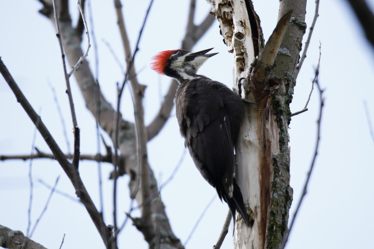 Pileated Woodpecker - ML638643936