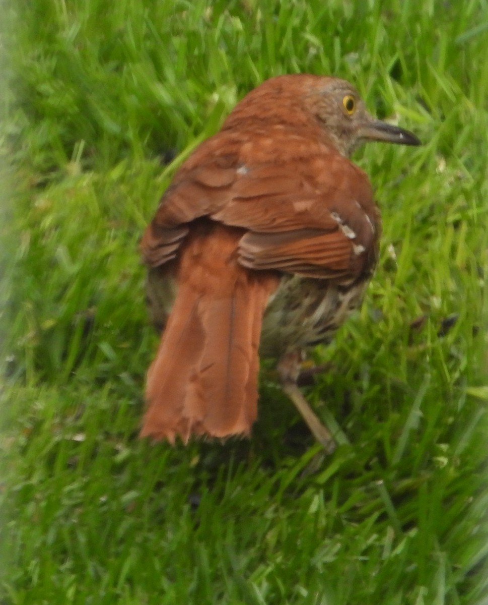 brunspottefugl - ML638643946