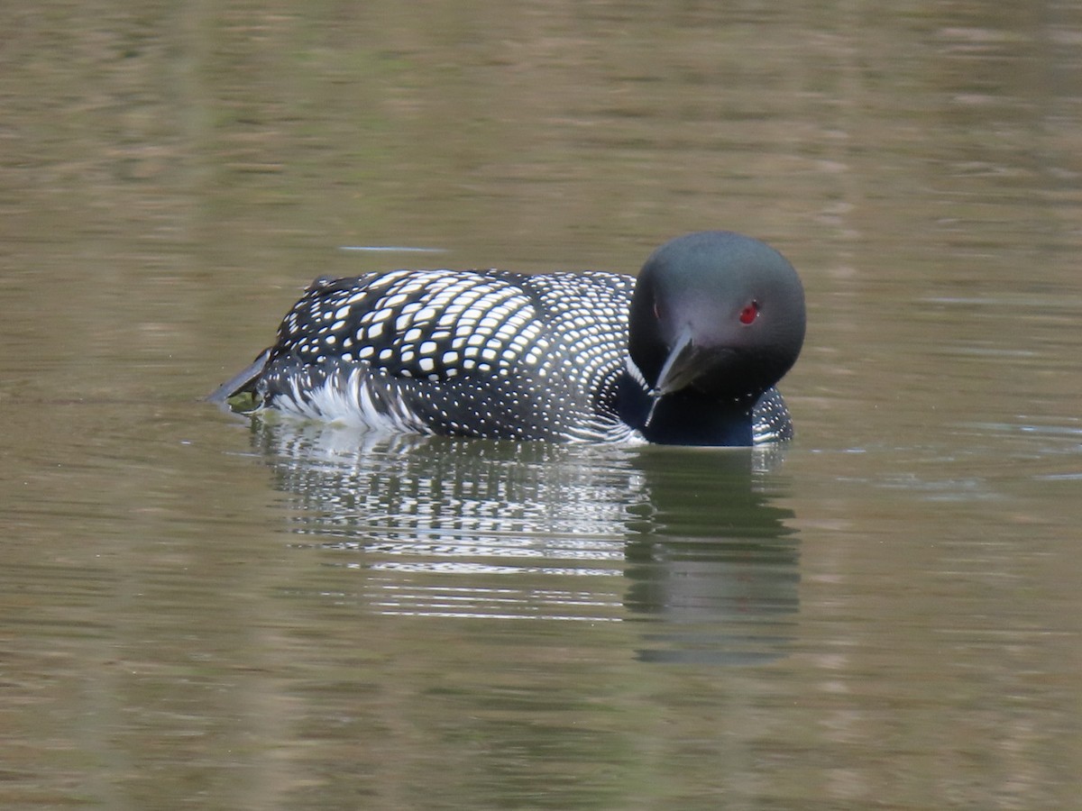 Common Loon - ML638644072