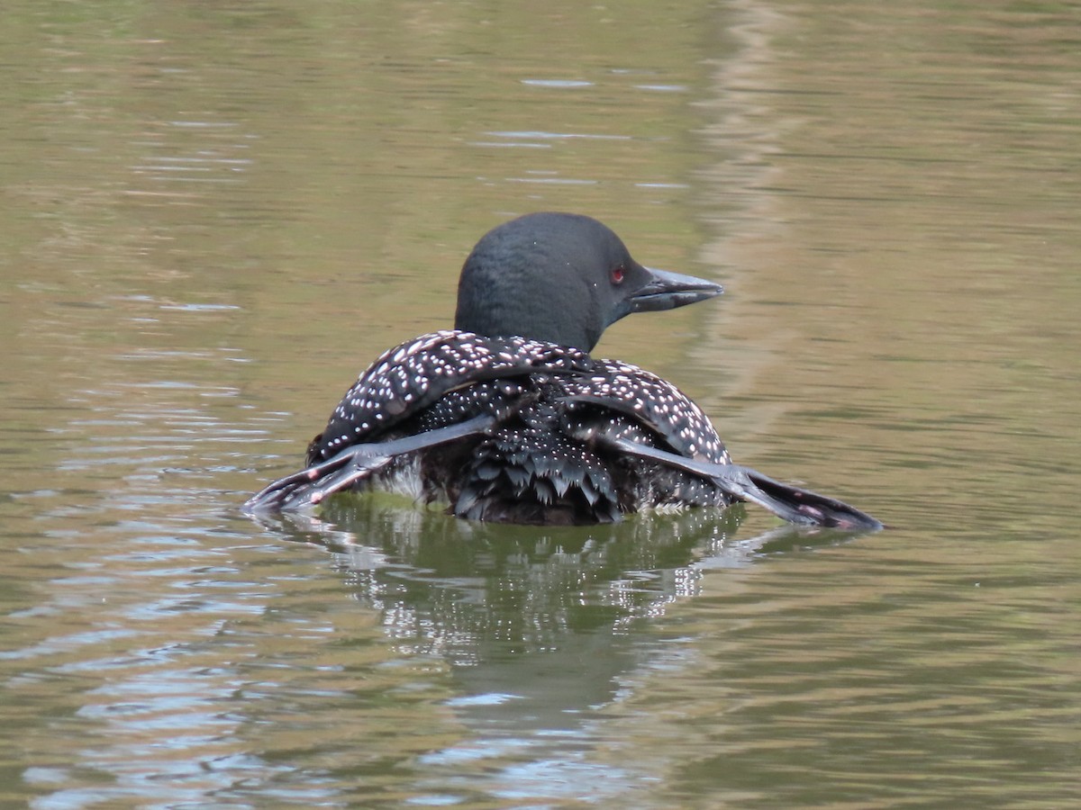 Common Loon - ML638644073