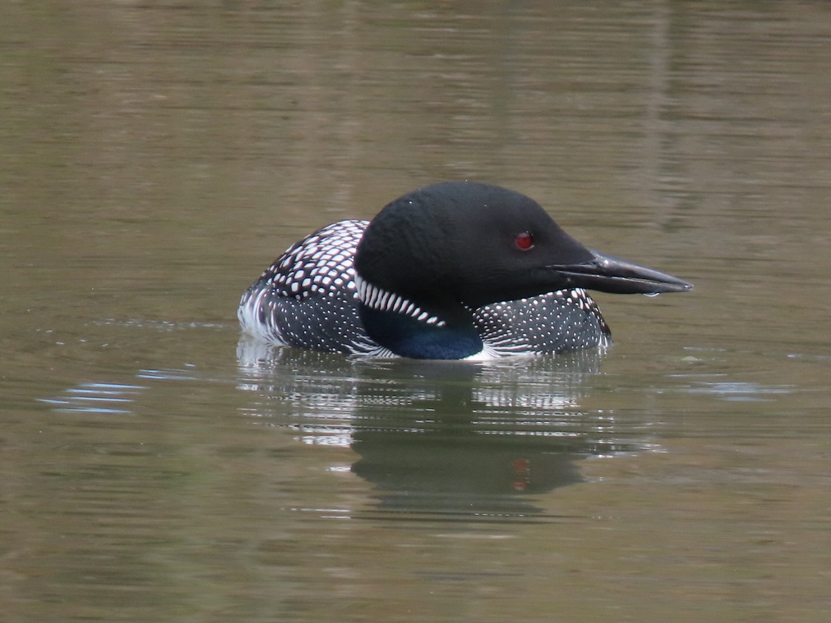 Common Loon - ML638644074
