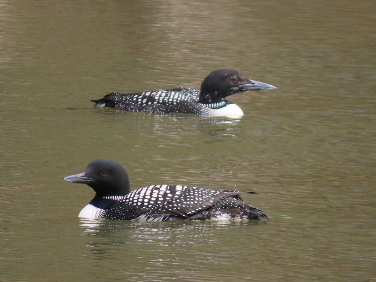Common Loon - ML638644077
