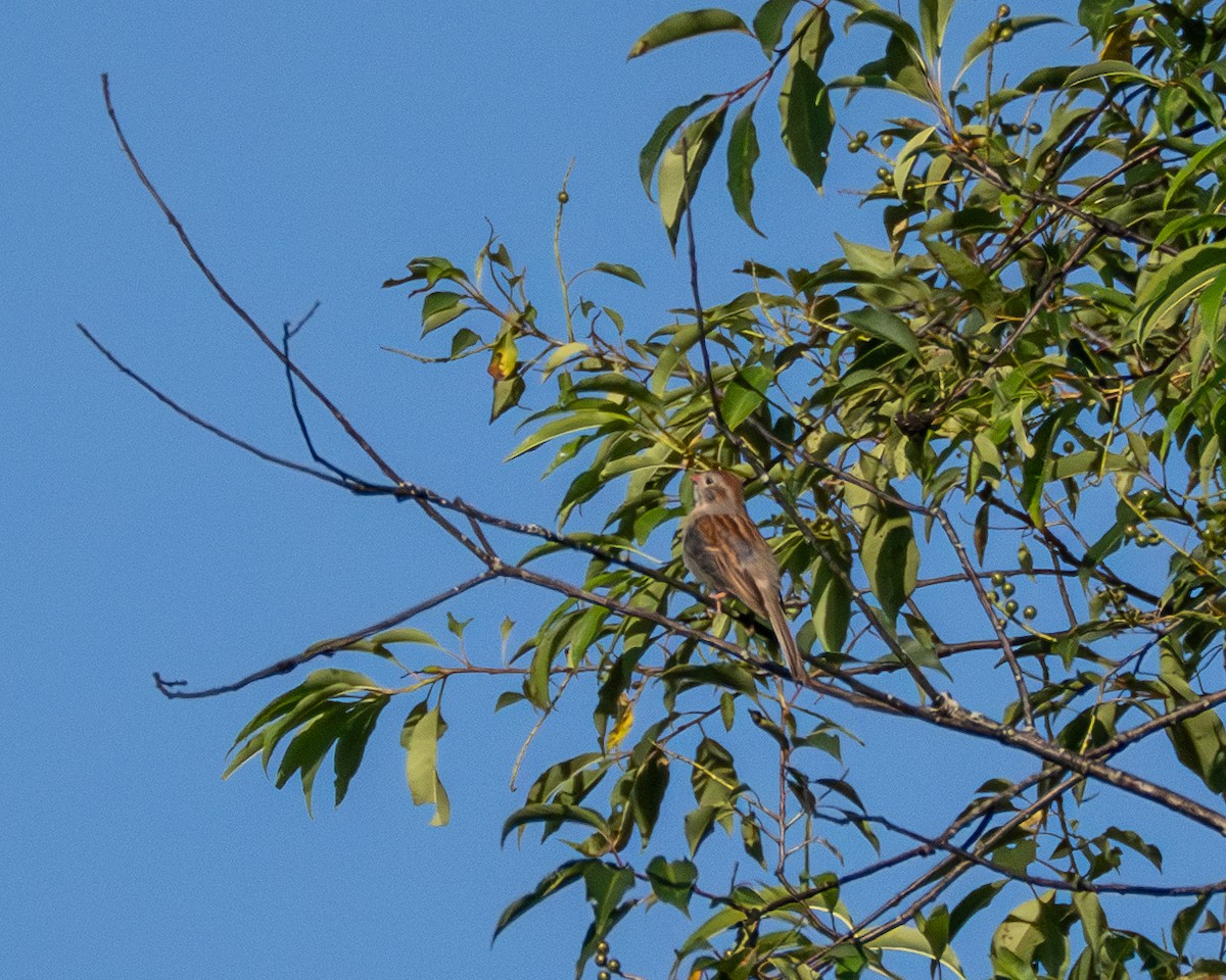 Field Sparrow - ML638644090