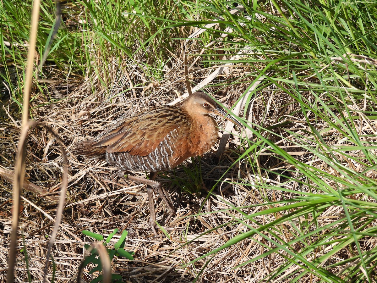 King Rail - ML638644099