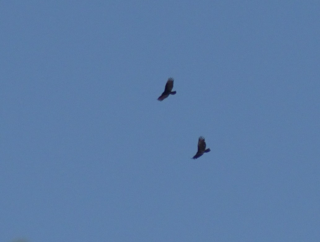 Turkey Vulture - ML638644114