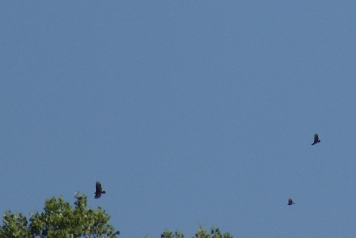 Turkey Vulture - ML638644115