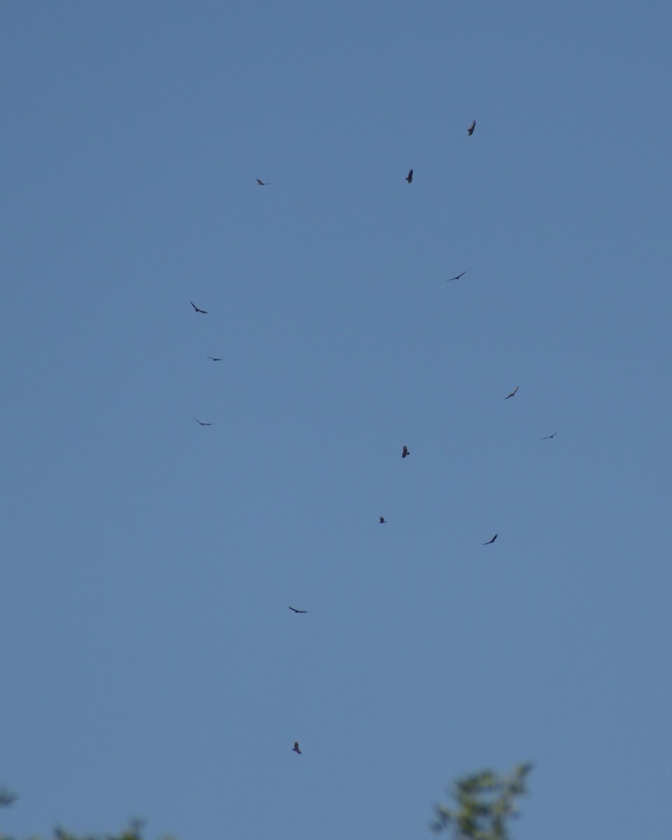 Turkey Vulture - ML638644120