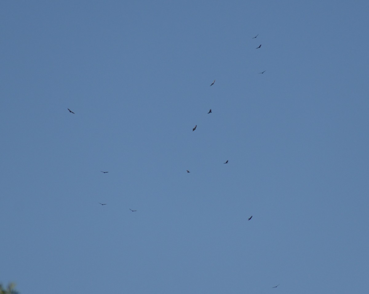 Turkey Vulture - ML638644122