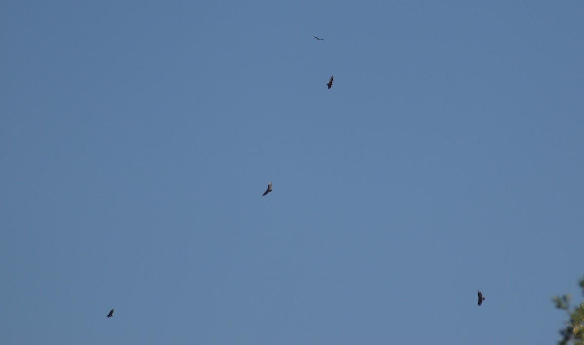 Turkey Vulture - ML638644123