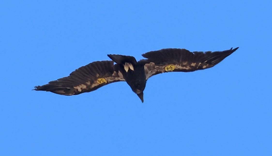 California Condor - ML638644125
